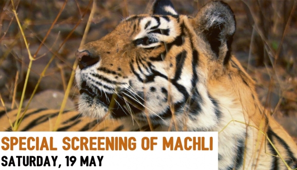 Meet Machli, the World’s Most Famous Tiger
