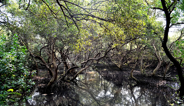 Mangroves - Mumbai's Green Lifelines