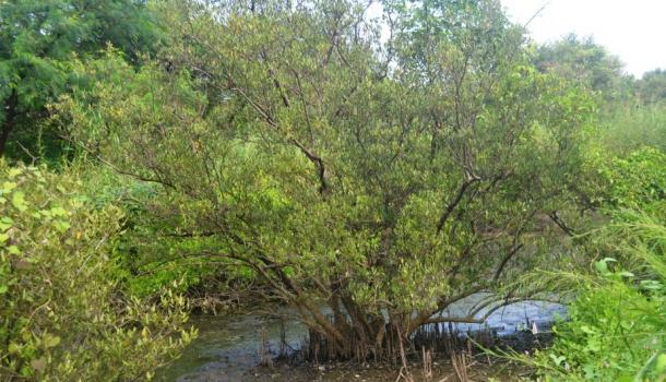 Mangrove Magic I 